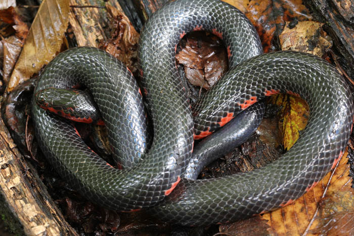 Western Mud Snake